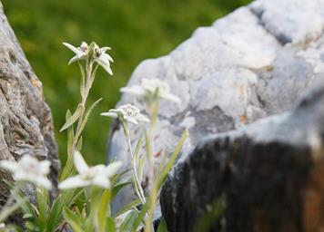 Edelweiss im Hochgebirge beim Wanderurlaub im Vinschgau Südtirol